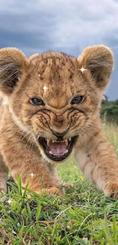 Fierce lion cub prowling on green grass in the wild.