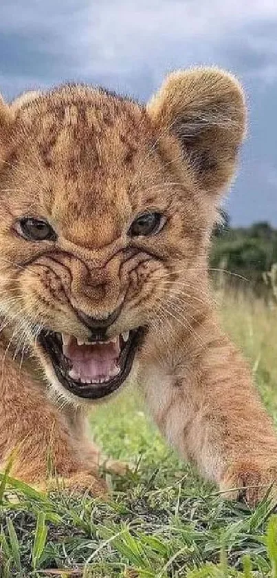 Fierce lion cub snarling on grass.