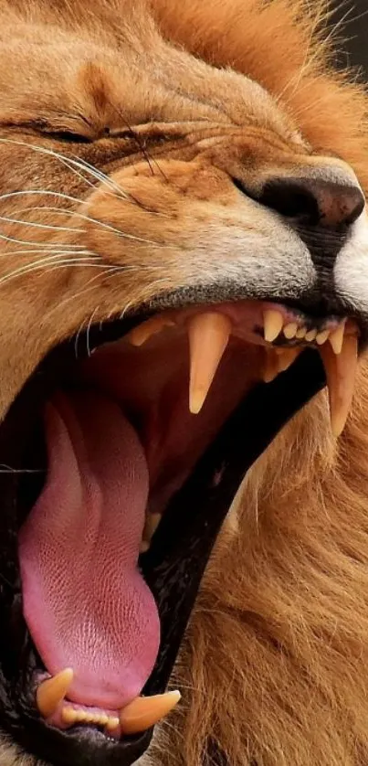 Close-up of a roaring lion with a vibrant mane.