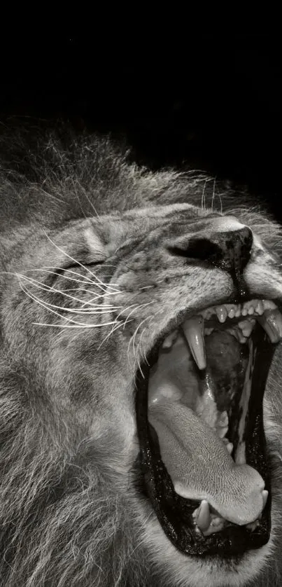 Black and white lion roaring fiercely on a dark background.