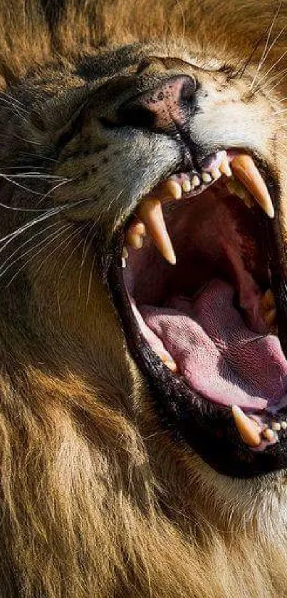 Fierce lion roaring with mouth open, showing powerful teeth and mane.