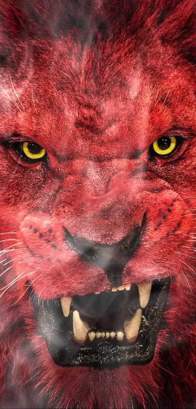 Fierce red lion with intense gaze on dark background wallpaper.