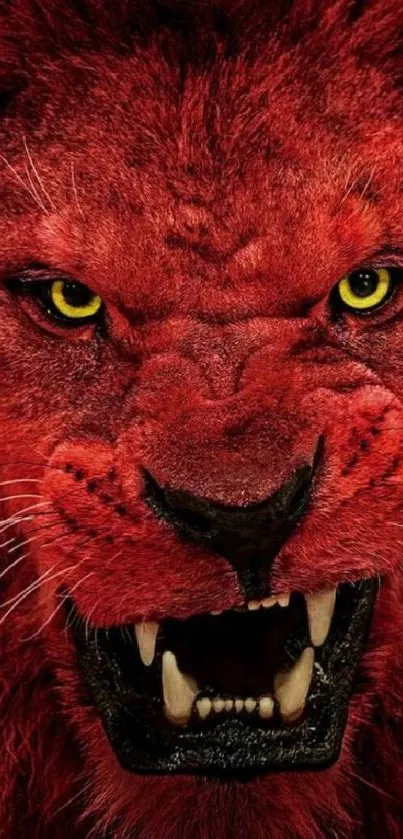 Fierce red lion with yellow eyes and sharp teeth mobile wallpaper.