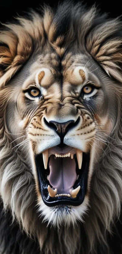 Roaring lion with detailed mane wallpaper.