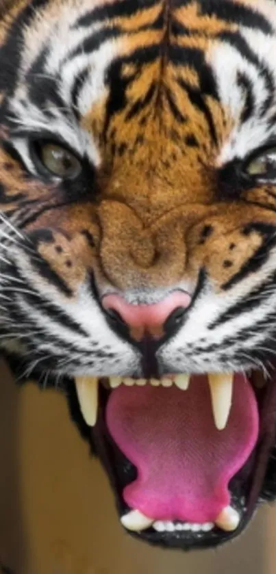 Close-up of a roaring tiger showing sharp teeth and intense expression.