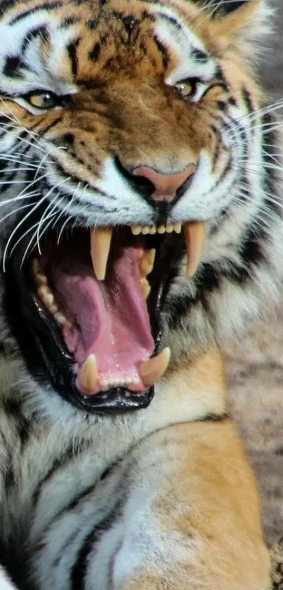 Close-up of a roaring tiger showcasing its fierce expression.