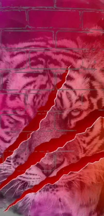 Fierce tiger on red graffiti wall with slashing effect.