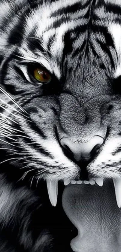 Fierce black and white tiger face wallpaper with striking details.