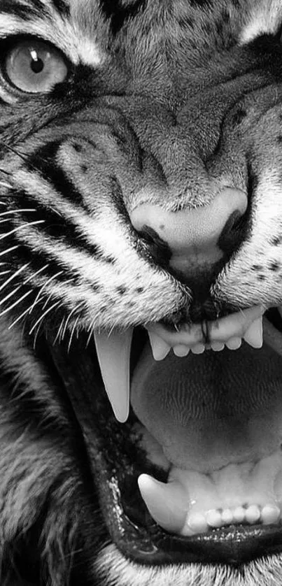 Black and white wallpaper of a fierce roaring tiger face.