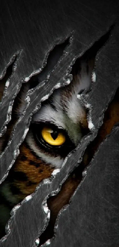 Fierce tiger eye peering through torn metal on phone wallpaper.