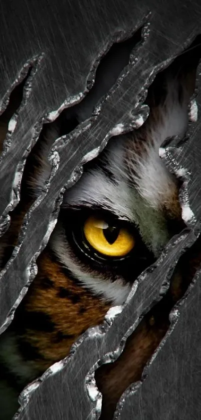 Fierce tiger eye peering through claw marks on a dark background mobile wallpaper.