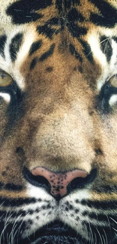 Close-up of a fierce tiger's face, capturing its intense gaze and striking features.