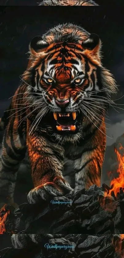 Fierce tiger moving forward with fiery background.