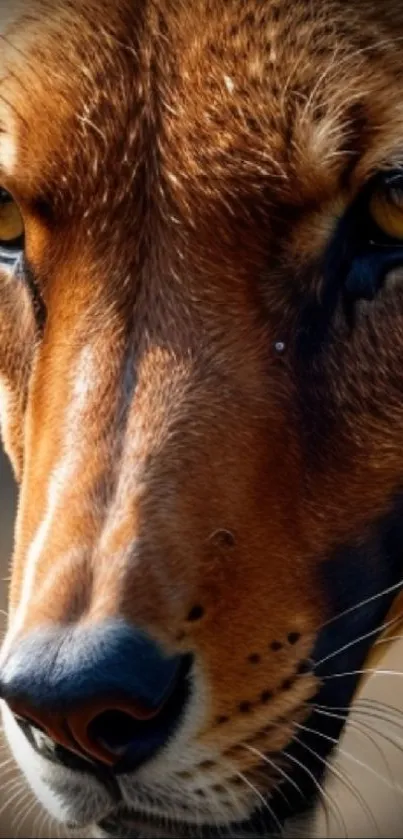 Close-up of tiger's fierce gaze in detailed brown tones.