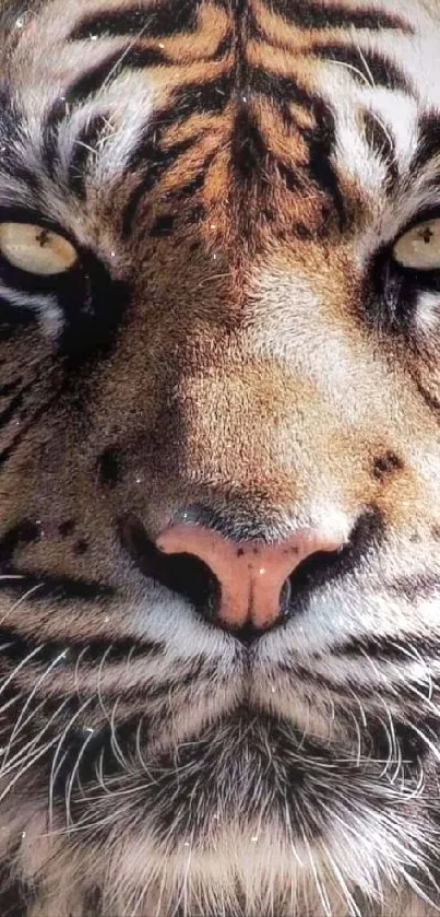 Close-up view of a fierce tiger's face with a striking gaze.