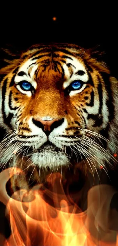 Tiger with blue eyes surrounded by fire on a black background.