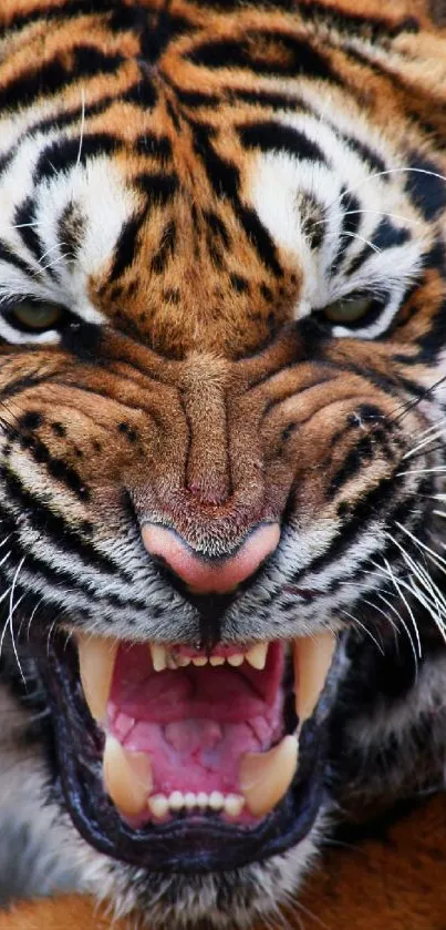 Close-up of a fierce tiger face with bared teeth and intense eyes.