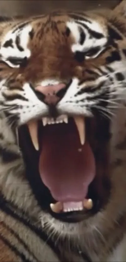 Fierce tiger roaring with mouth open, showcasing its powerful fangs.