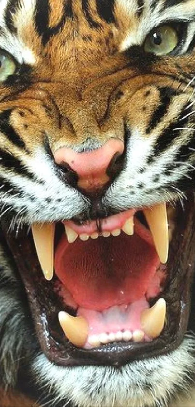 Fierce tiger roaring with open mouth, displaying sharp teeth and vibrant fur.