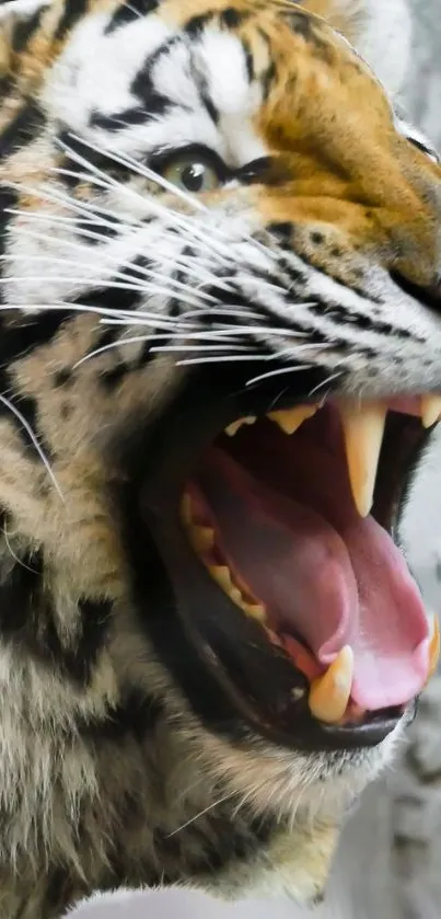 Close-up of a roaring tiger showcasing sharp teeth and fierce expression.