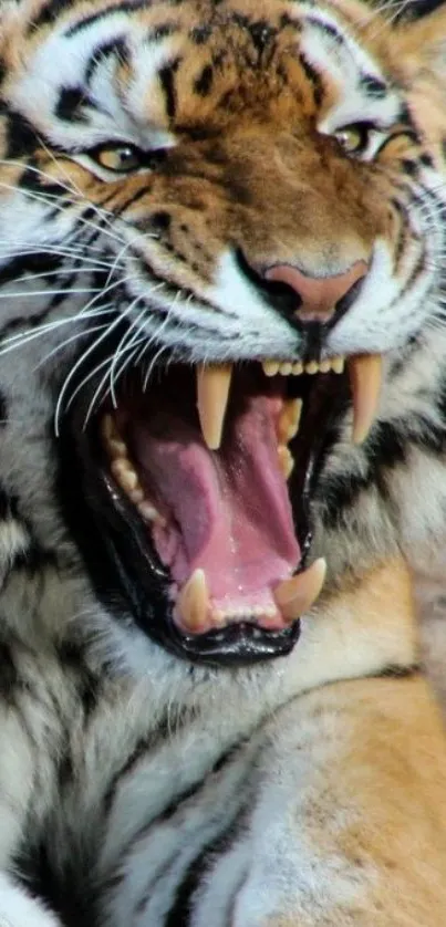 Fierce tiger roaring with mouth open wide, displaying sharp teeth.