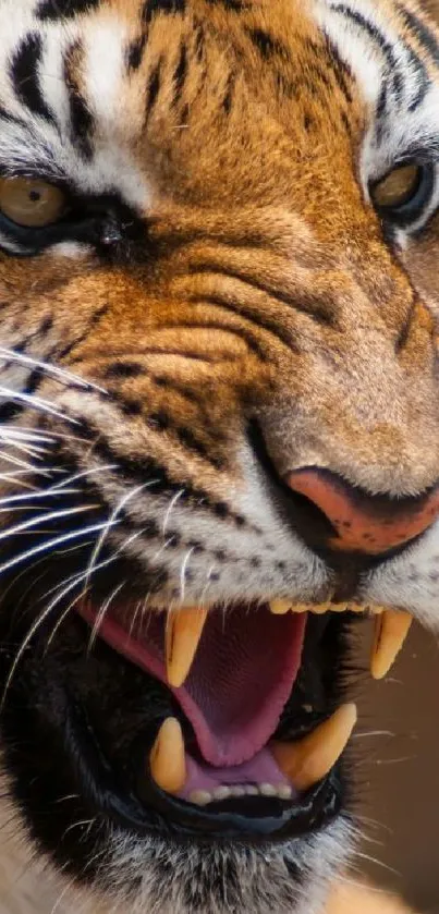 Close-up of a roaring tiger with detailed features and bold colors.