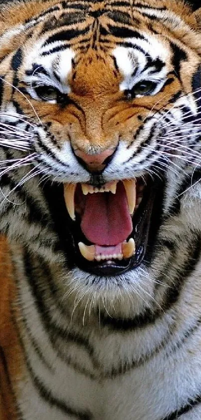 Fierce Bengal tiger roaring with an intense expression.