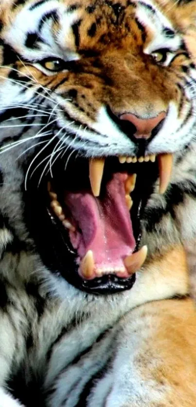 Roaring tiger with open mouth in vibrant close-up wallpaper.