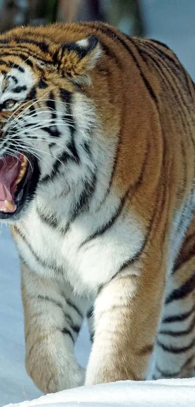 Fierce tiger roaring in a snowy landscape, showcasing its majestic presence.