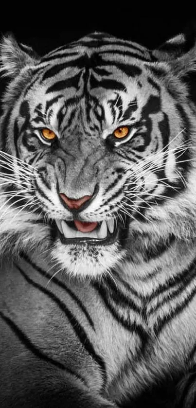 Fierce tiger with striking eyes in monochrome wallpaper.