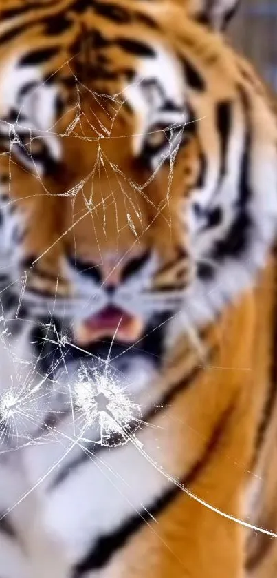 Fierce tiger with cracked glass effect on mobile wallpaper.