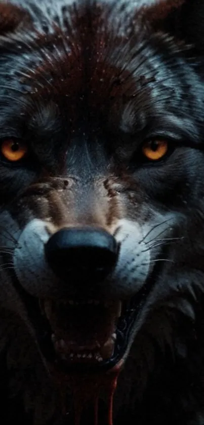 Fierce wolf with intense eyes mobile wallpaper.