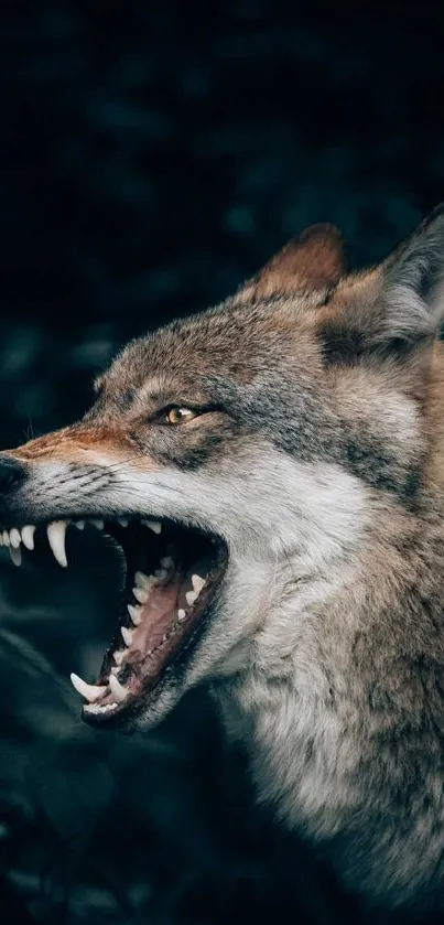 Fierce wolf with open jaws against dark forest background.