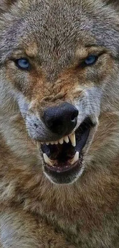 Close-up of a fierce wolf with piercing eyes, set in a natural background.