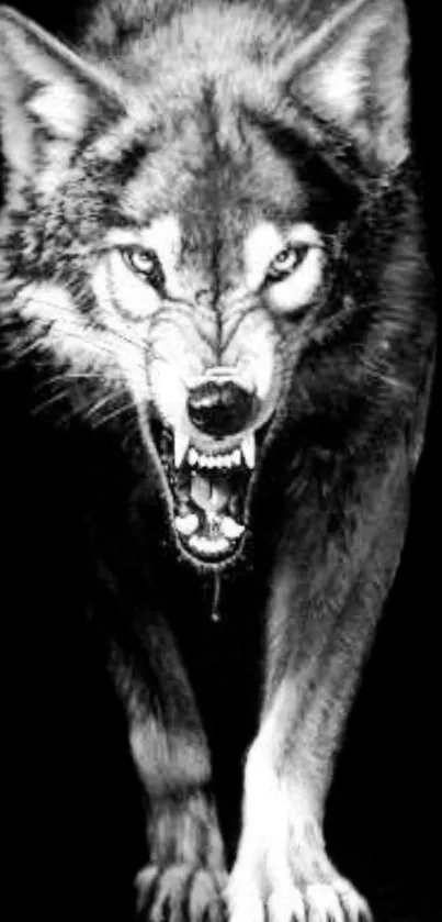 Black and white image of a fierce wolf snarling.