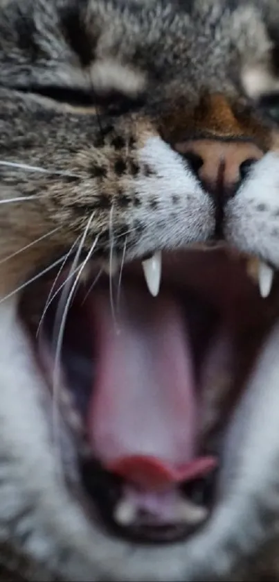 Close-up of a cat yawning fiercely, showing its sharp teeth.