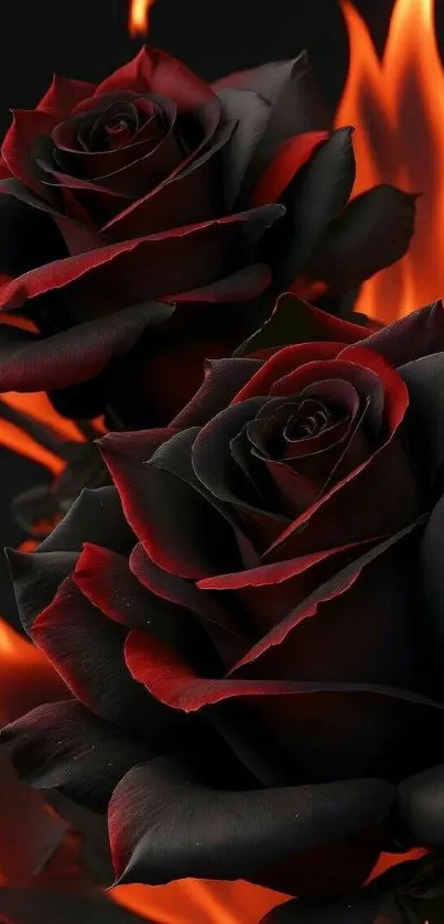 Fiery black roses wallpaper with dramatic flames.