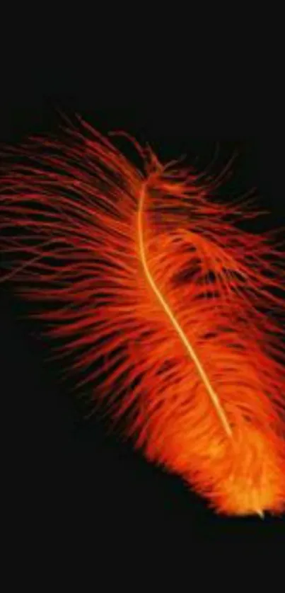 Fiery red feather on a black background wallpaper.