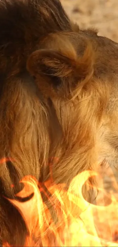 Majestic lion with fiery flames background, showcasing wild beauty.