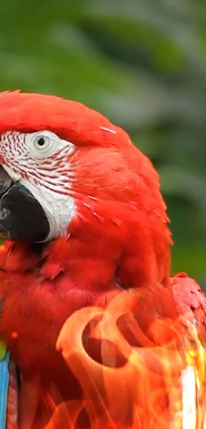 Colorful parrot with fiery effects on a green background.