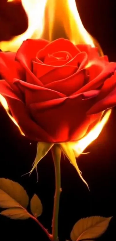 Red rose on fire with dark background.