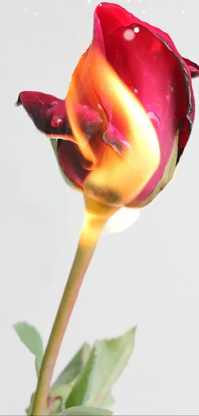 Fiery red rose engulfed in flames with a contrasting background.