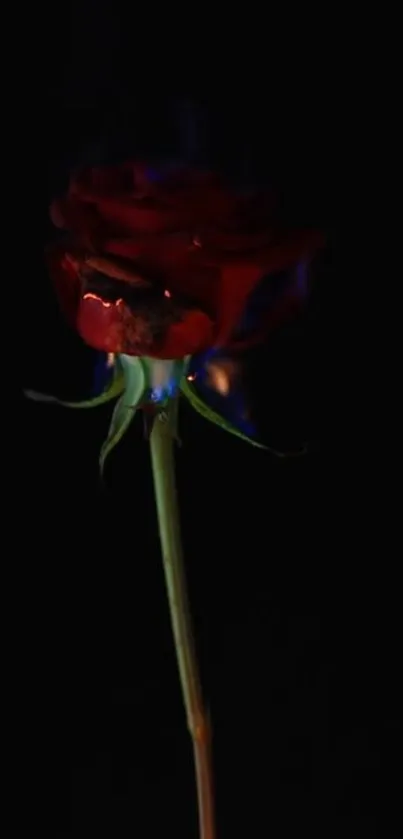 Dark wallpaper with a fiery red rose.