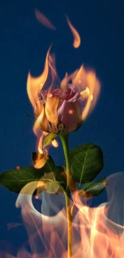 Burning rose against a deep blue background.