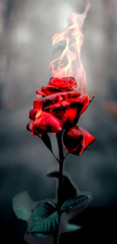 Red rose on fire against a misty background.