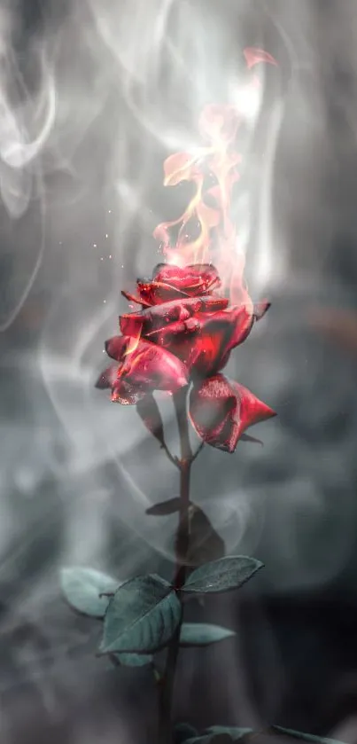 Fiery red rose in a dark, misty forest wallpaper.