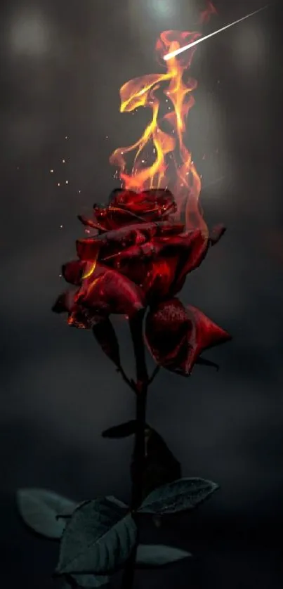 Dark wallpaper with a burning red rose.