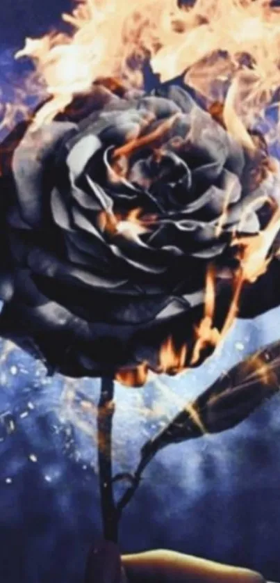 Black rose in flames on dark blue background.