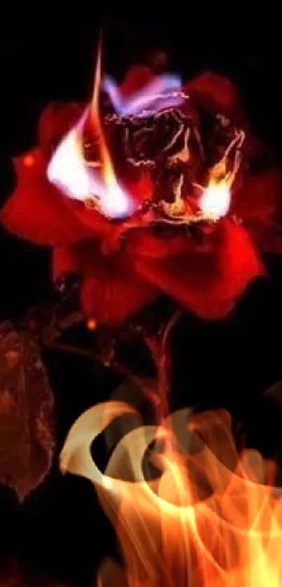 A vibrant red rose engulfed in flames against a dark background, creating a dramatic effect.