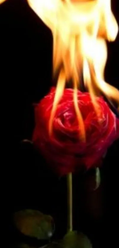 Mobile wallpaper of a burning rose against a dark background.